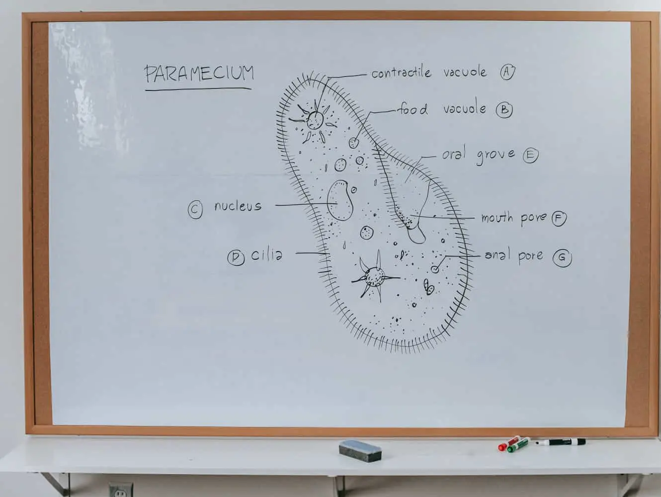 分享一份高质量的数据可视化作品指南